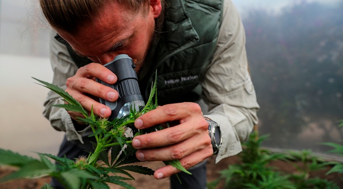 Sin pruebas de que el cannabis medicinal sea eficaz para la depresión o la ansiedad