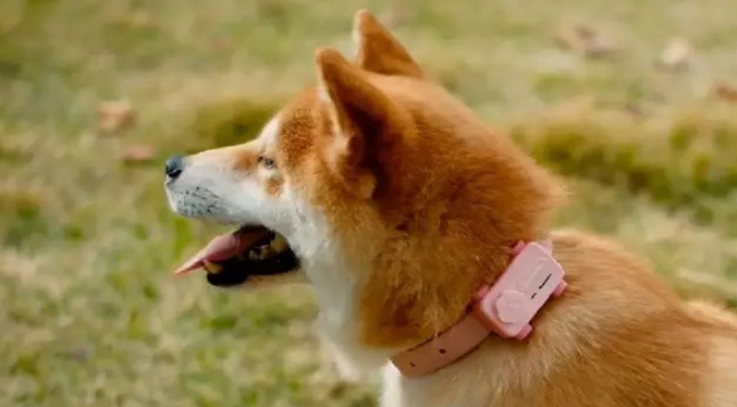 Crean el primer celular para mascotas