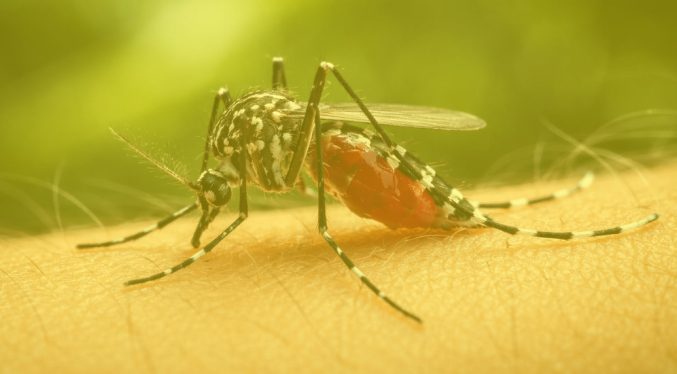 Gobernador de Lara reporta un fallecido por fiebre amarilla y anuncia estricto control epidemiológico