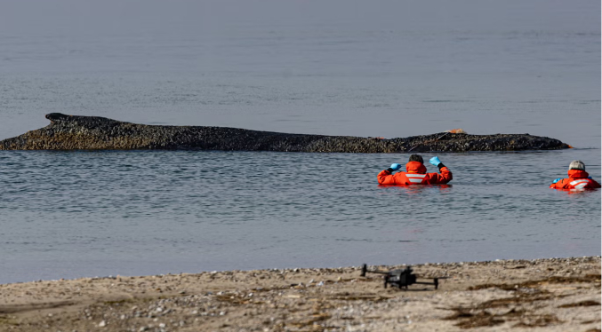 Experto habla de «día decisivo» para la ballena atrapada en la costa alemana del Báltico