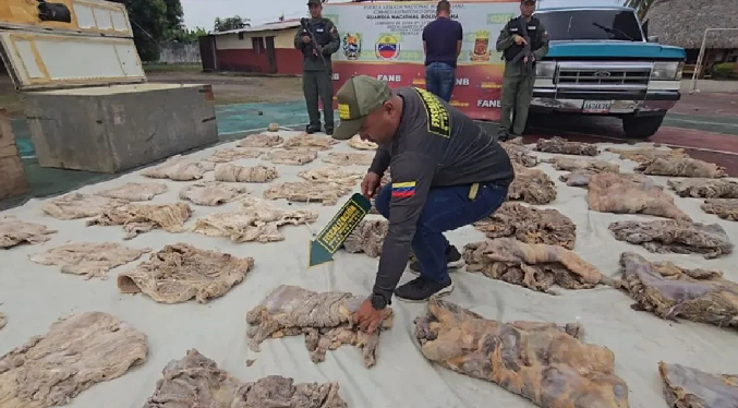 Activan operativo de fiscalización contra el tráfico de baba y chigüire en temporada de fiestas en el llano venezolano