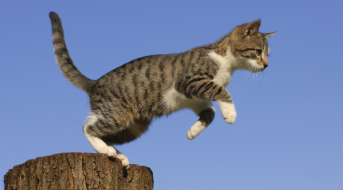 Gato «rebelde» que cruza ilegalmente la frontera entre Canadá y EEUU se convierte en leyenda local