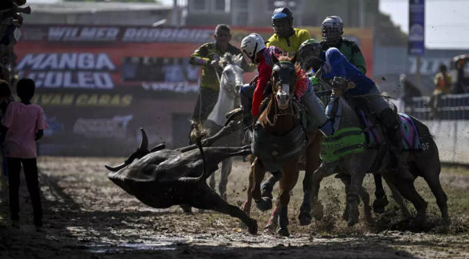 Derribar toros por el rabo, un deporte en el llano de Venezuela