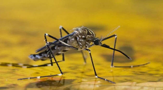 Declaran alerta sanitaria por brote de fiebre amarilla en la región más poblada de Bolivia