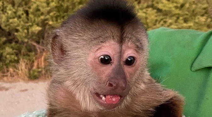 Tres niños sufren de mordeduras de monos capuchinos en Caracas