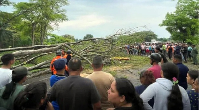 Niña muere tras caerle un árbol en la moto que viajaba junto a su tío en Barinas