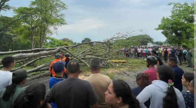 Árbol aplasta a motorizado y deja a menor en estado crítico