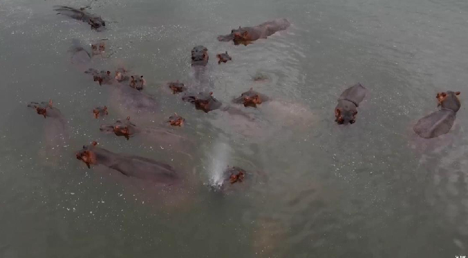 Magnate indio ofrece salvar a 80 hipopótamos colombianos