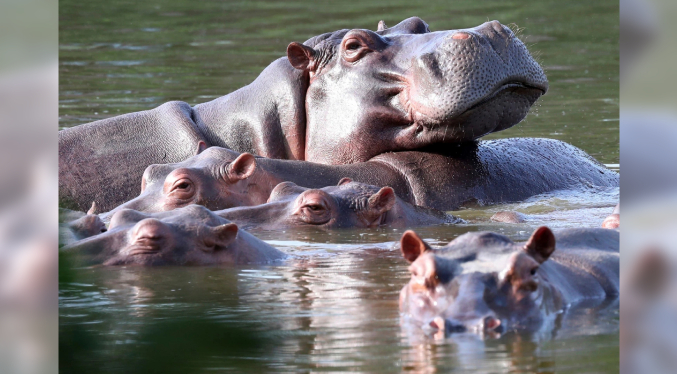 Colombia decide la eutanasia para 80 hipopótamos de los que tenía Pablo Escobar