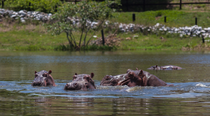 Juez frena plan para matar 80 hipopótamos y reabre el debate nacional