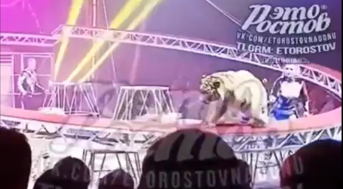 Un tigre salta de la arena al público durante un espectáculo circense en el sur de Rusia