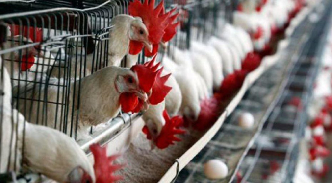 Consumo de pollo y huevo en Venezuela alcanza niveles récord en 2026