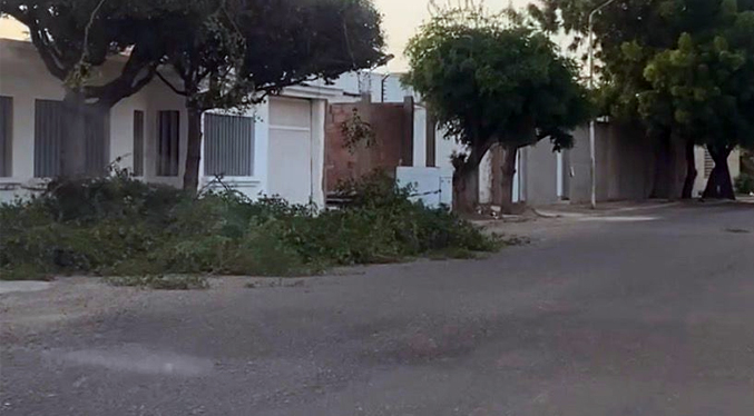 Alcaldía de Maracaibo sanciona a dos ciudadanos por cortar dos búcaros y lanzarlos en la avenida Fuerzas Armadas