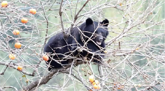 Japón sacrifica más de 14 mil osos tras récord de ataques mortales a humanos y superpoblación