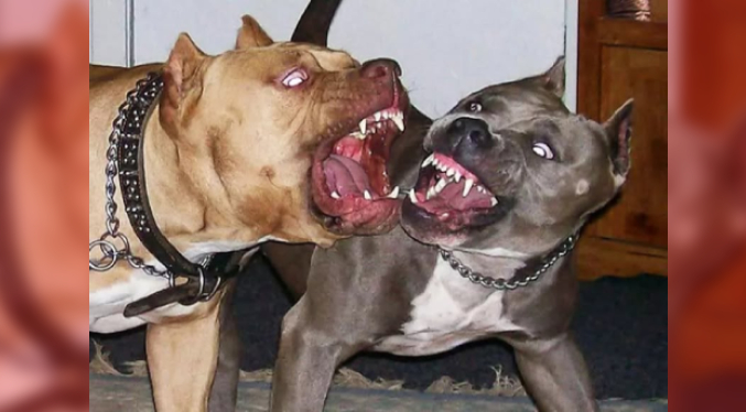 Mujer muere tras ser atacada por dos pitbulls en Florida