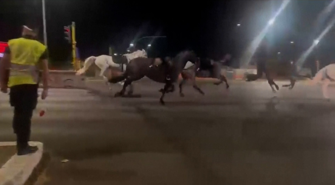 Estampida de 30 caballos por calles de Roma deja tres heridos