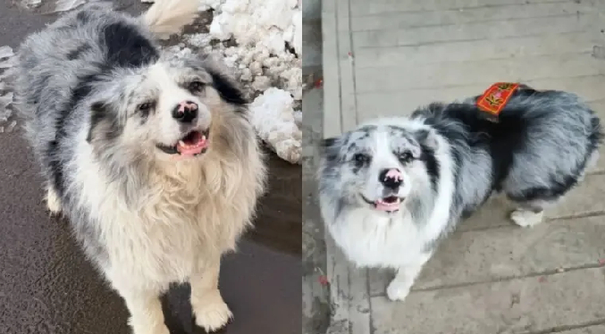 Roban perro a influencer para venderlo por 26 dólares para comida en restaurante