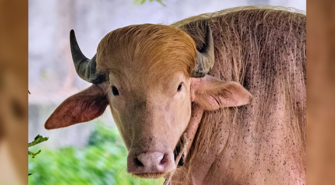 Búfalo albino bautizado en honor a Trump causa sensación en zoológico de Bangladesh