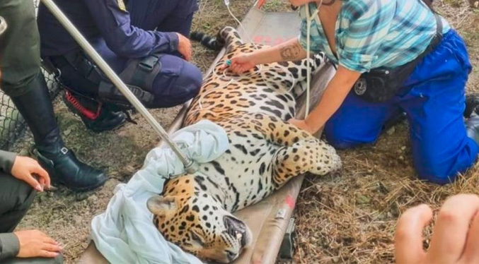 Jaguar pudo ser rescatado tras refugiarse en lugar inesperado de Colombia