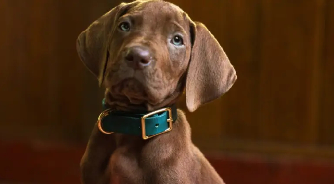 ‘Scooby-Doo’ tendrá su versión live action anuncia Netflix