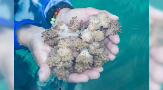 Venezuela y FAO activan plan para frenar avance de coral invasor que afecta al mar Caribe