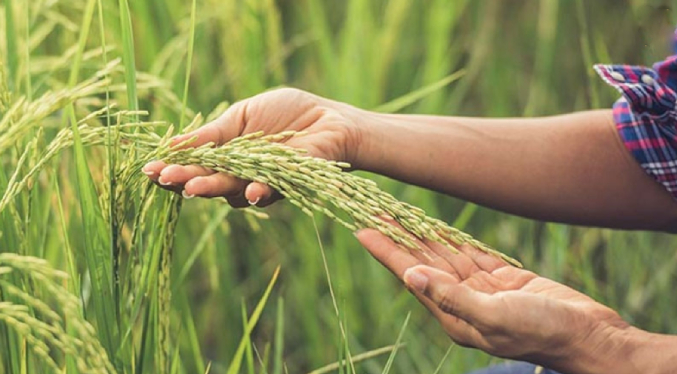 Fedeagro denuncia caída del 35 % en el precio del arroz por importaciones