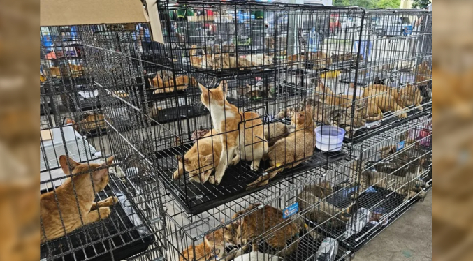 Rescatan casi 400 gatos en Ho Chi Minh: Operativo policial desmonta red de carne felina