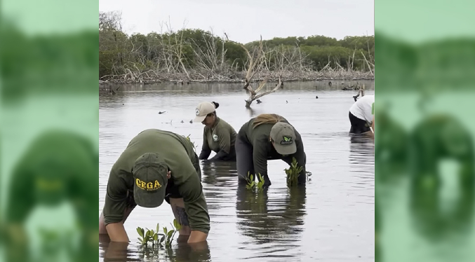 Siembran 500 mangles rojos para recuperar zonas críticas del Parque Nacional Laguna de la Restinga