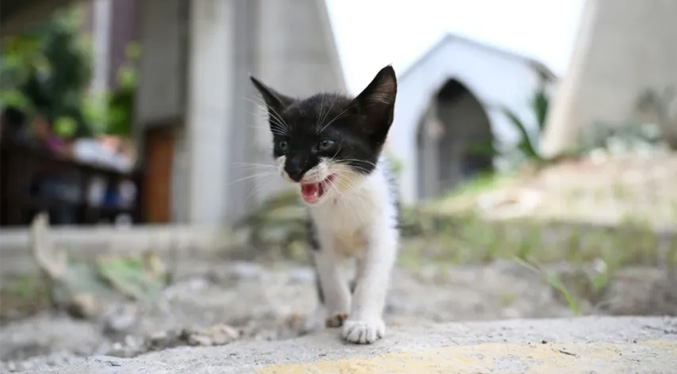 Mascotas rescatadas entre los escombros en Venezuela esperan por sus dueños