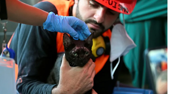 Gato rescatado entre los escombros es «un rayo de esperanza» tras los sismos en Venezuela