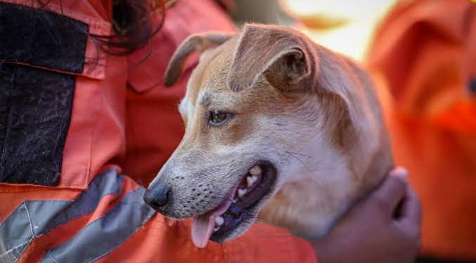 Más de 600 mascotas fueron rescatadas entre los escombros tras los terremotos en Venezuela