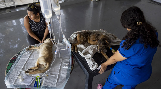 Mascotas víctimas de los sismos en Venezuela esperan por un hogar
