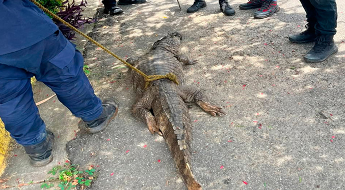 Capturan a un caimán cerca de una escuela en Guárico
