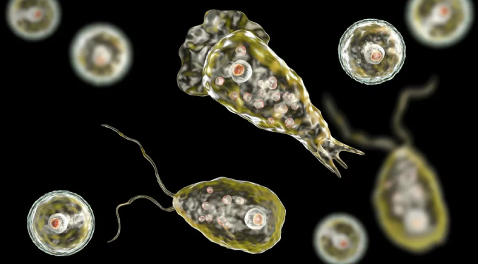 Niña fallece a causa de “ameba come cerebros” que prolifera en aguas de EEUU