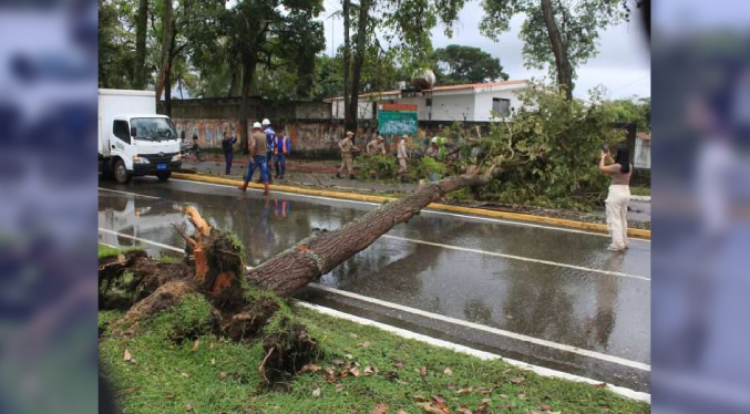 Lluvias y vientos huracanados derribaron árboles en San Felipe