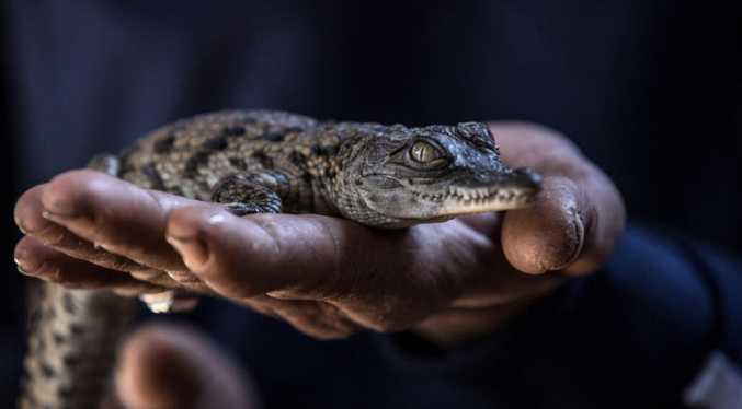 Diez cocodrilos del Nilo nacen en parque de animales francés debido a las sucesivas olas de calor