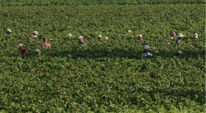 El calor extremo transforma el vino espumoso de Italia con vendimias tempranas y nocturnas