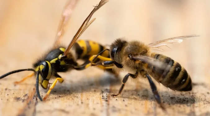 Reportan más de 30 personas picadas por abejas a las afueras del estadio Pueblo Nuevo en Táchira