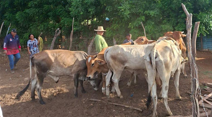 Alcaldía de Maracaibo apoya caracterización de ganadería bovina para certificar al país libre de aftosa