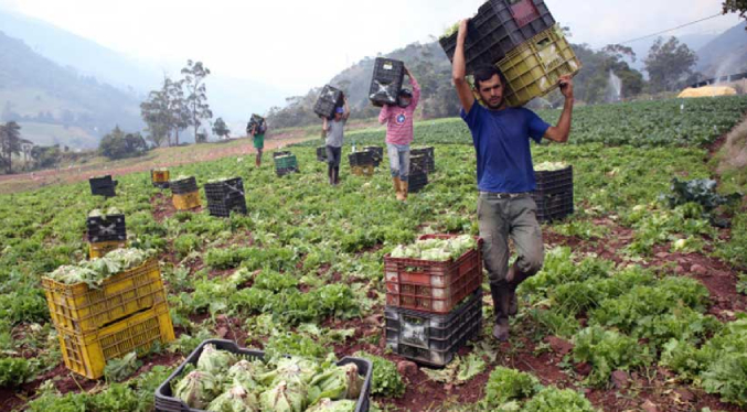Delcy Rodríguez anuncia crecimiento superior al 5 % en el sector agropecuario