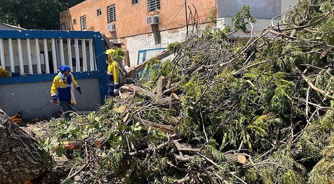 Alcaldía de Maracaibo continúa con operativo de emergencia para recoger árboles caídos