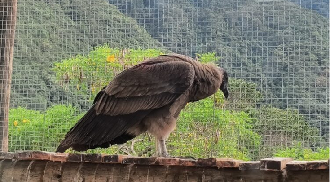 Mérida logra primera crianza artificial de cóndor andino en Venezuela